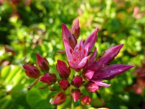 Spikes of Violet