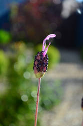 Feather Cap