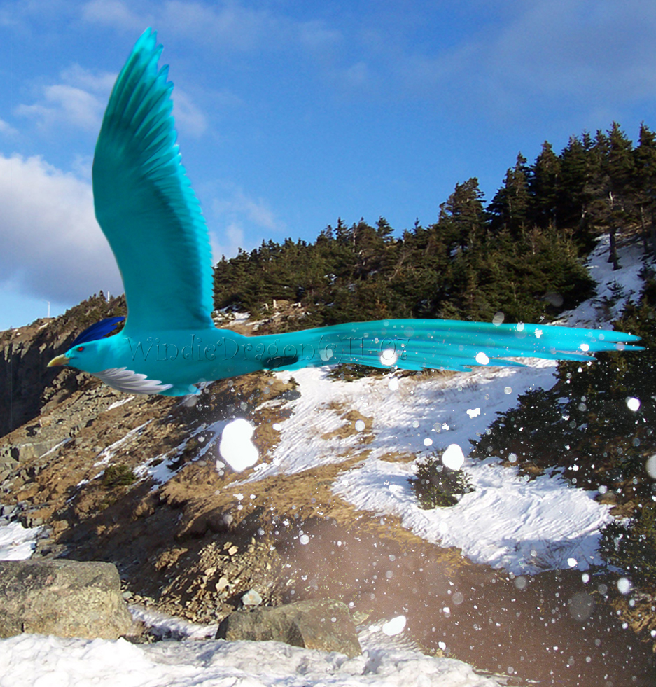 Photomanipulation: Articuno