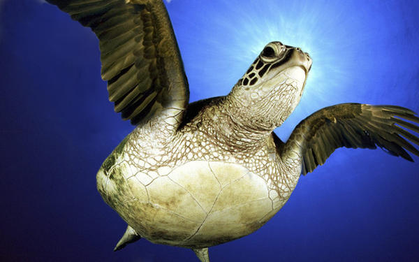 Flying Blue Turtle Flying sea turtle by kukubirdwei on DeviantArt