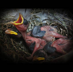 Hungry nestlings