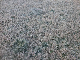 Morning Frosty Grass