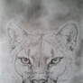 Mountain lion