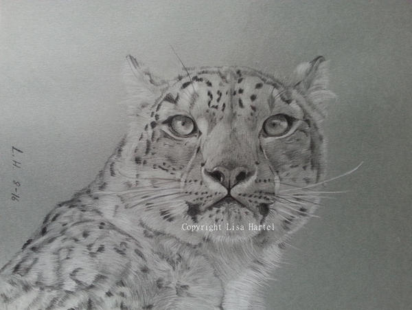 Snow leopard by BeckyKidus