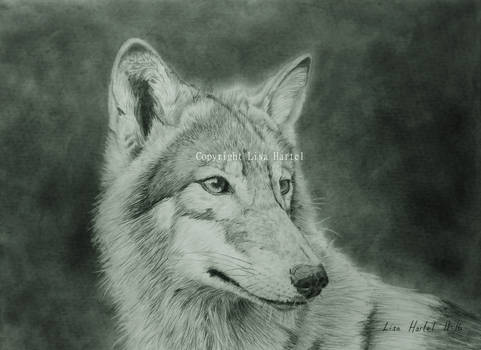 Wolf portrait