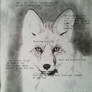 Frontal fox portrait WIP