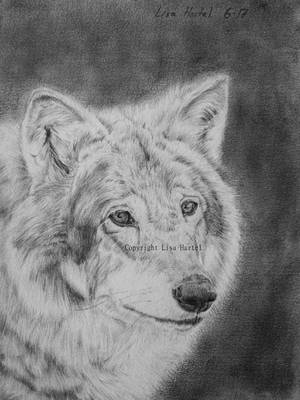 Wolf portrait III by BeckyKidus