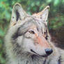 Wolf portrait IV - Dreaming of a better future