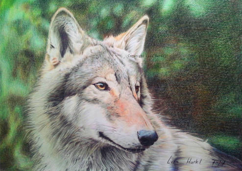 Wolf portrait IV - Dreaming of a better future
