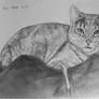 Sheba - cat commission