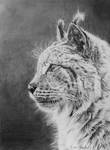 Lynx portrait by BeckyKidus