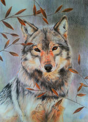 Wolf portrait V by BeckyKidus