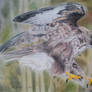 Common buzzard