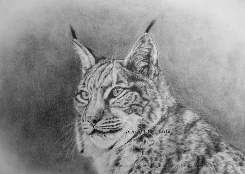 Lynx portrait II