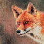 Curious fox