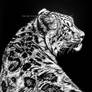Snow leopard IV