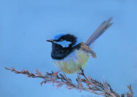 Superb Fairy Wren