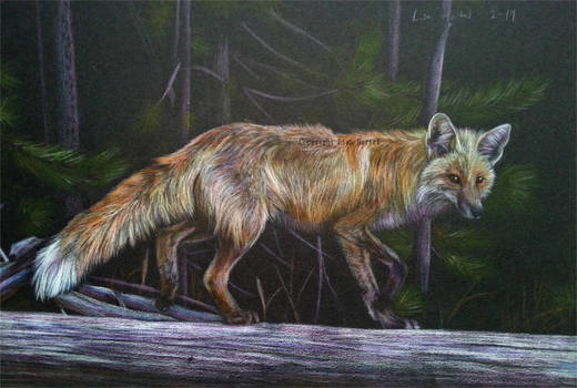 Red fox - A nightly walk in the woods