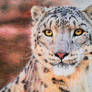 Snow Leopard V