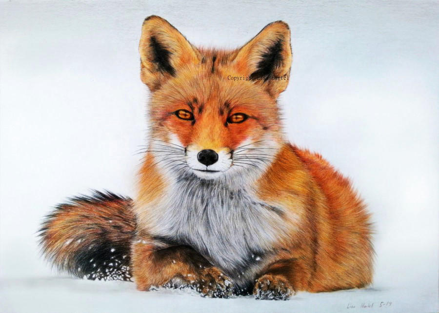 -Лая лиса. Red Fox арт. Картинки Стражи Арктики рыжая лисица. Fox laying in Snow.