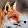 White landscape - Red fox III DETAIL