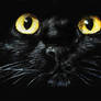Black Cat - Dark Look