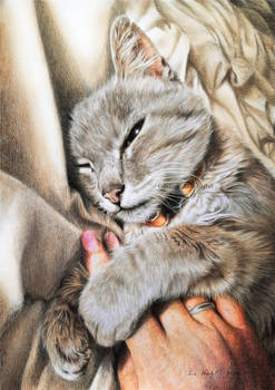 Cat: The hand hugger