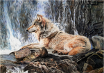 Wolf Waterfall by BeckyKidus Wolf Waterfall by BeckyKidus