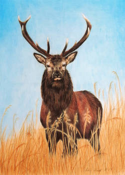 Red Deer Stag - Tall, Dark and Handsome