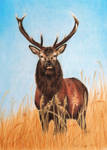 Red Deer Stag - Tall, Dark and Handsome by BeckyKidus