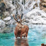 Red Deer - Cold Water (aka. The Freezing Stag)