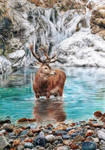 Red Deer - Cold Water (aka. The Freezing Stag)
