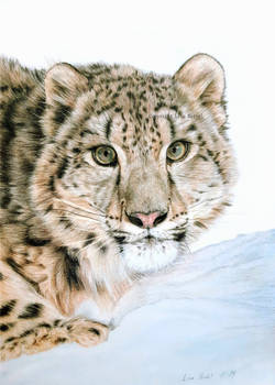 Juvenile Snow Leopard