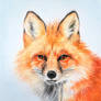 Tiny red fox