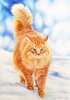 Norwegian Forest Cat - Fire and Ice