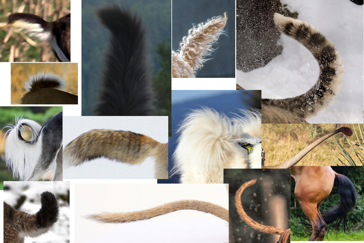 Quick guide on basic animal anatomy by BeckyKidus on DeviantArt
