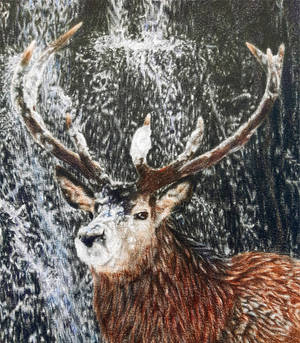 Stag Waterfall DETAIL