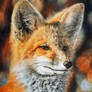The Bright Side of the Red Fox