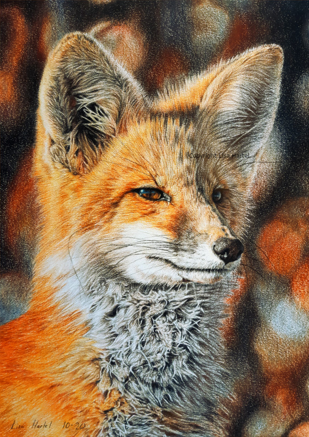 The Bright Side of the Red Fox by BeckyKidus on DeviantArt