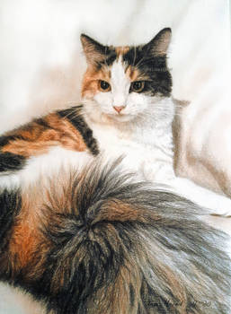 Calico cat: Lucy