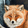 Red Fox - Fire and Frost DETAIL