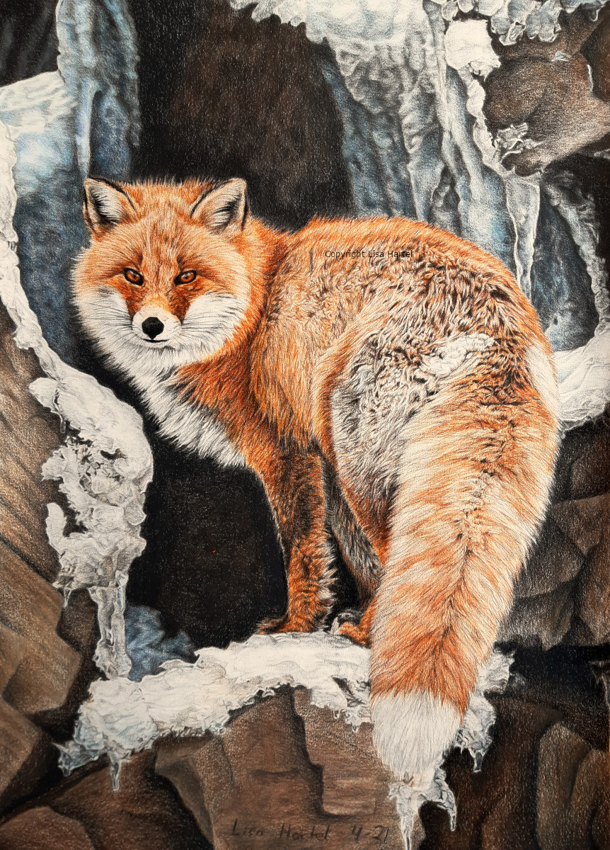 Red fox - Fire and Frost