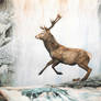 Red Deer - Chasing Dreams