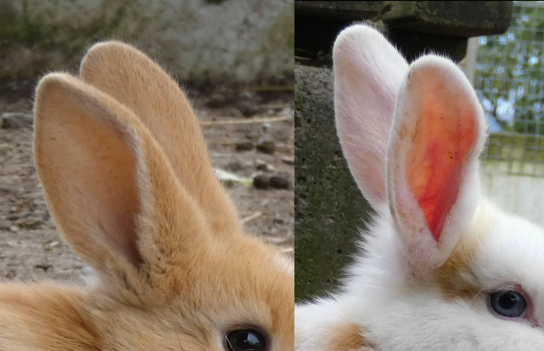 How to draw animal ears by BeckyKidus on DeviantArt