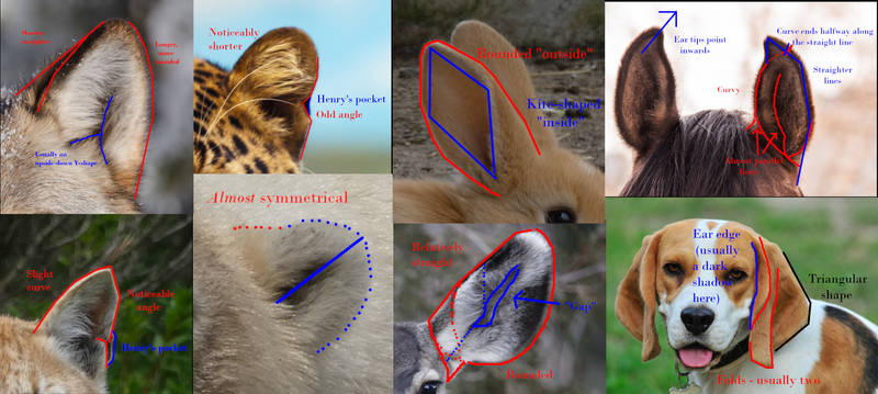 How to draw animal ears by BeckyKidus on DeviantArt