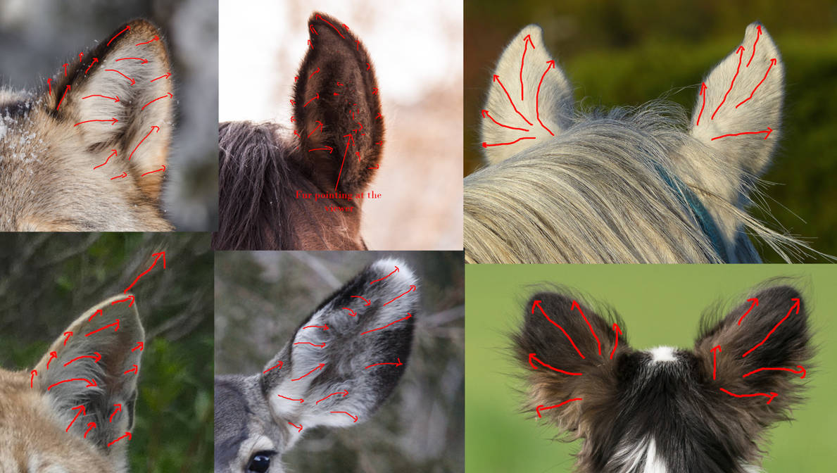 How to draw animal ears by BeckyKidus on DeviantArt