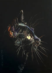 Black cat - Obsidian Observer