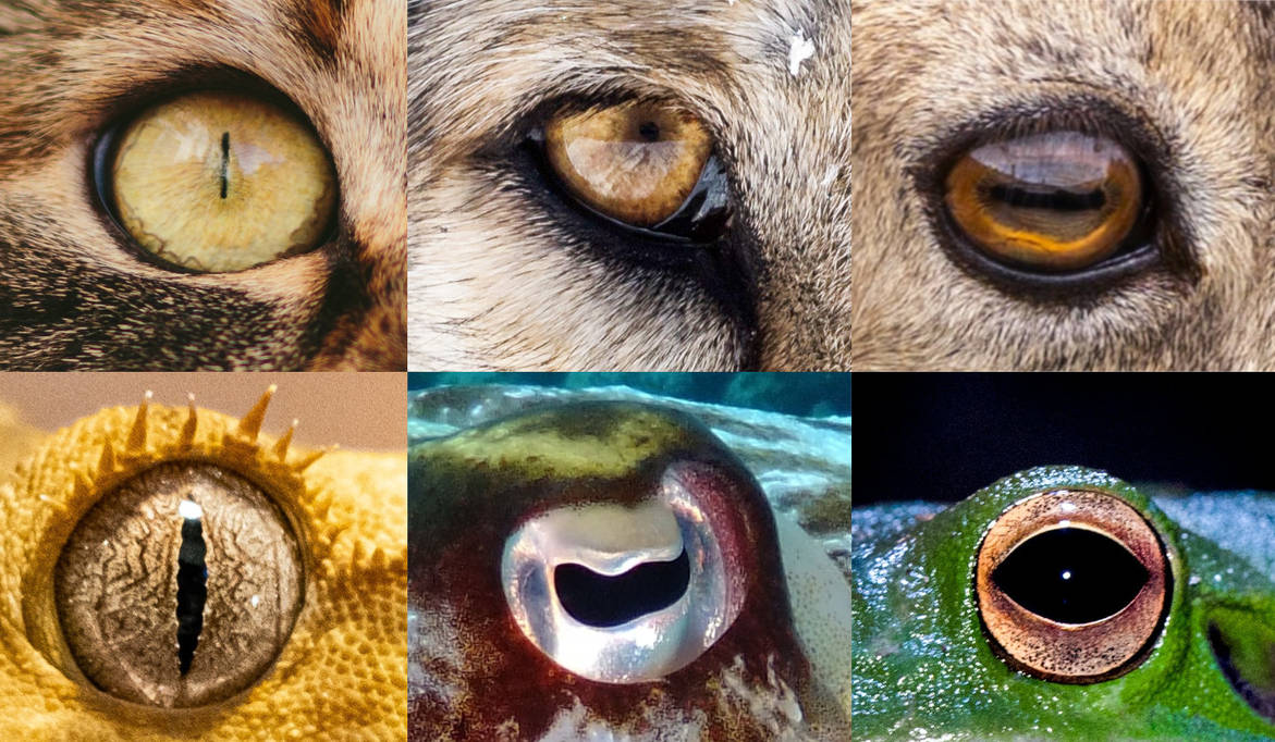 The (I hope) complete guide to drawing animal eyes by BeckyKidus on ...