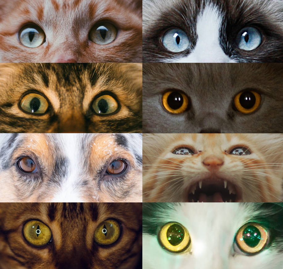 The I hope complete guide to drawing animal eyes by BeckyKidus ...