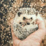 African Pygmy Hedgehog / Four-toed Hedgehog